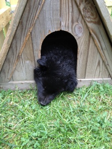 Arak in Welpenhuette0805